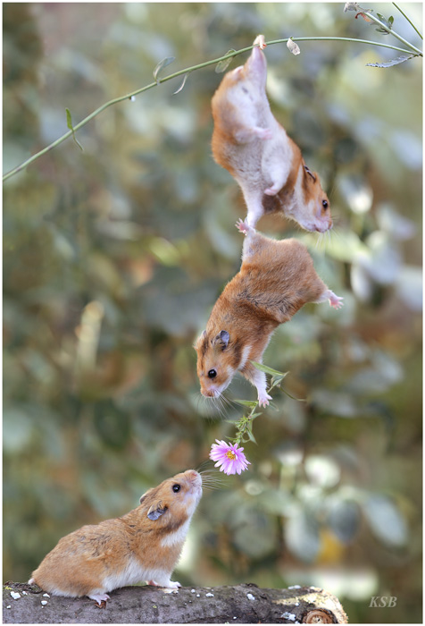 rodents helping romance